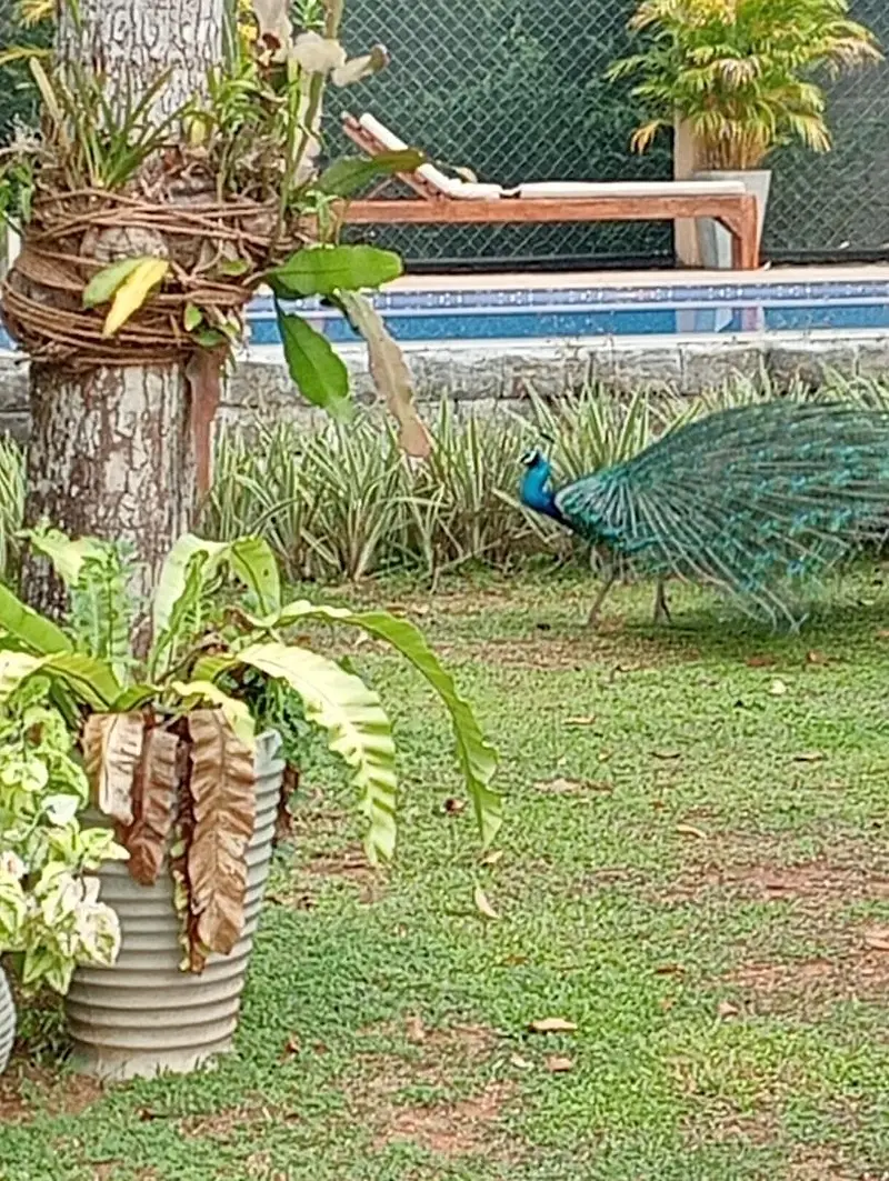A peacock walking across the villa lawn beside potted plants and the pool
